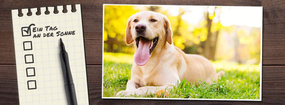 hund-in-der-sonne-checkliste-worauf-muss-ich-achten hund-in-der-sonne-checkliste-worauf-muss-ich-achten