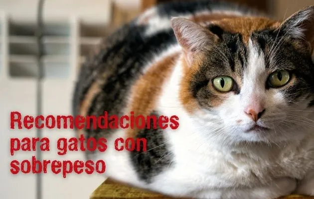 recomendaciones para gatos con sobrepeso recomendaciones para gatos con sobrepeso