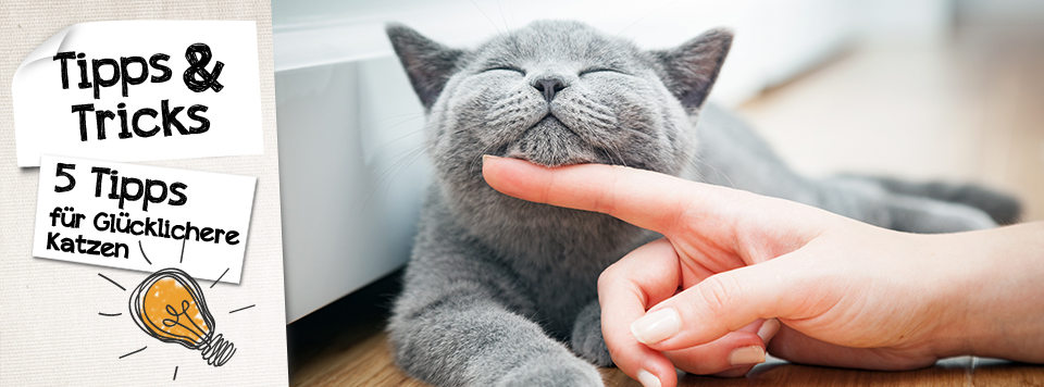 Header-5tipps Header-5tipps