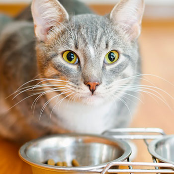 katze-frisst-nicht katze-frisst-nicht