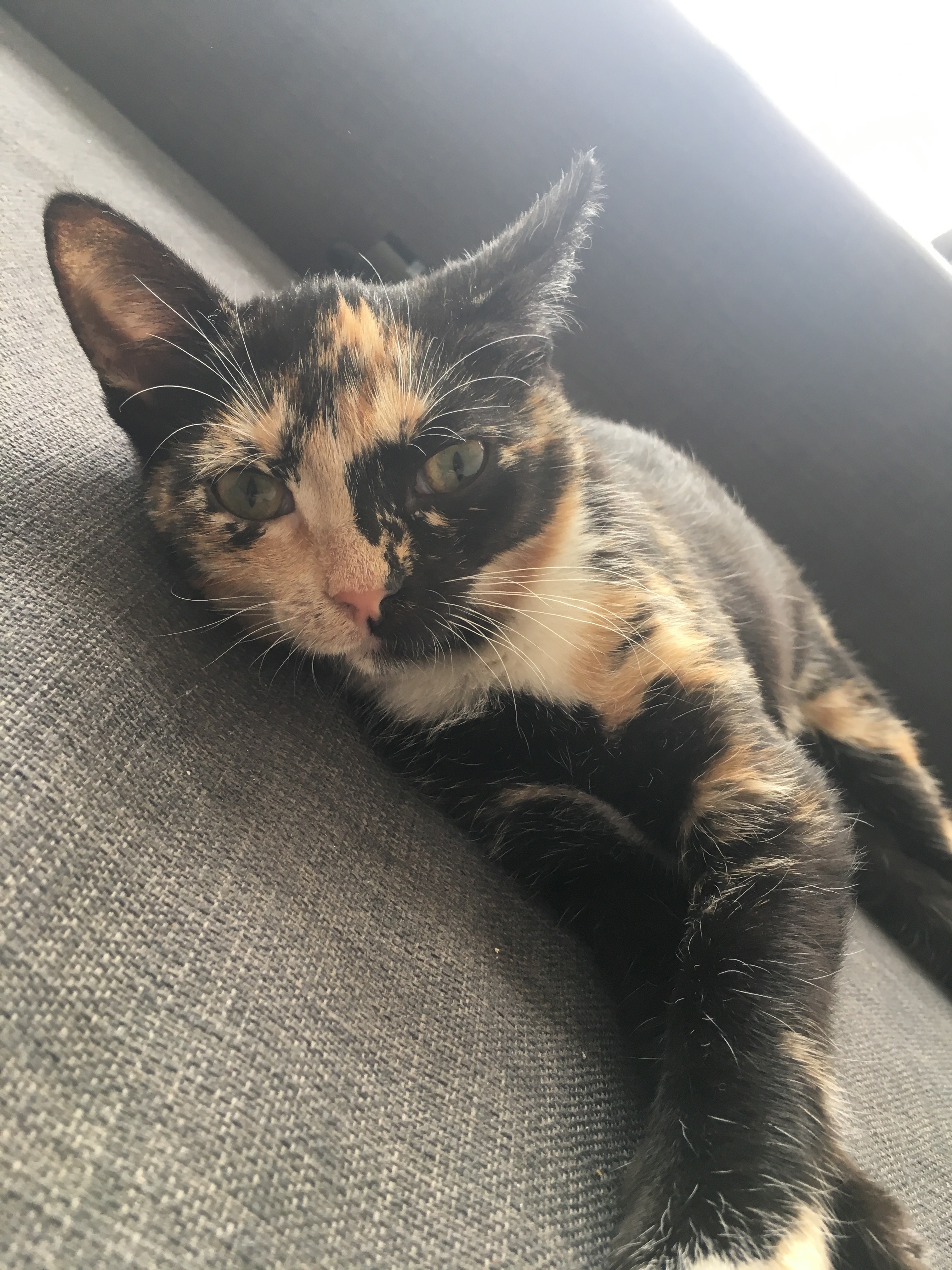 Gewinner-Amy-2 Gewinner-Amy-2