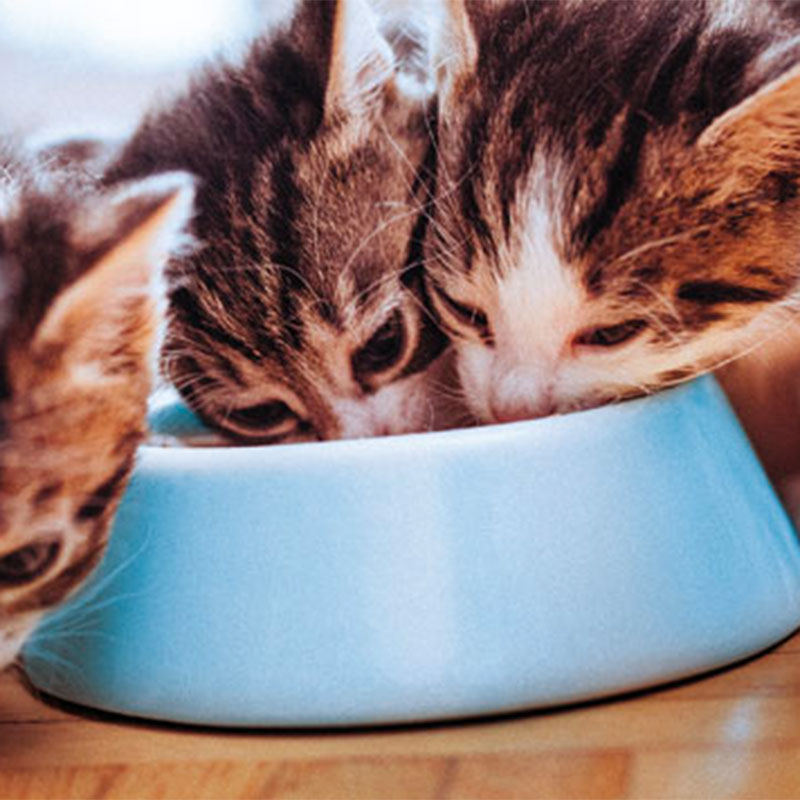 Kittenfutter Kittenfutter
