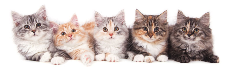 Leonardo Cat Food Kittenecke Leonardo Cat Food Kittenecke