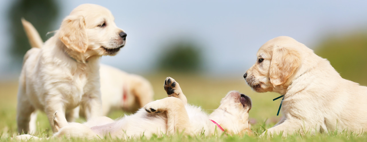 welpen-erste-schritte welpen-erste-schritte