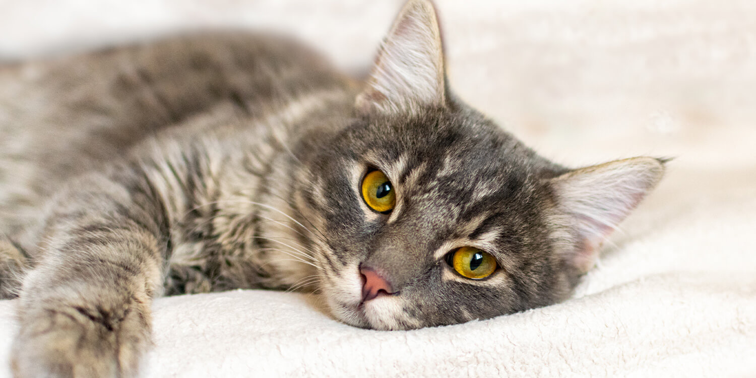 Katzenfutter bei Nierenproblemen Katzenfutter bei Nierenproblemen