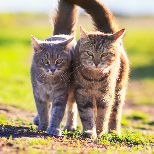 Katzen geschlechtsreif Katzen geschlechtsreif