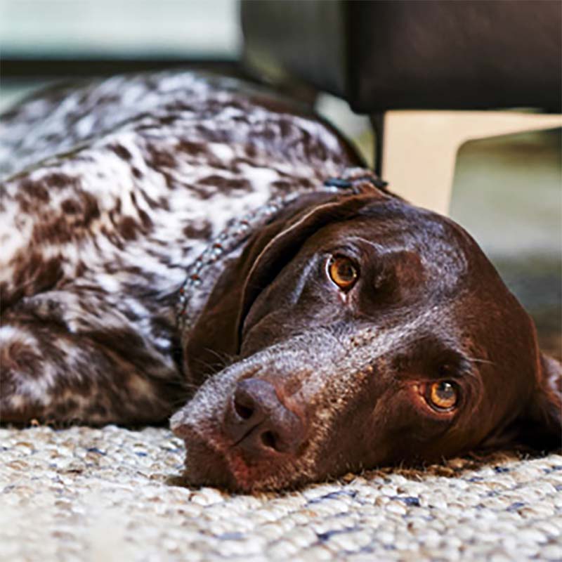 hund-hat-durchfall hund-hat-durchfall