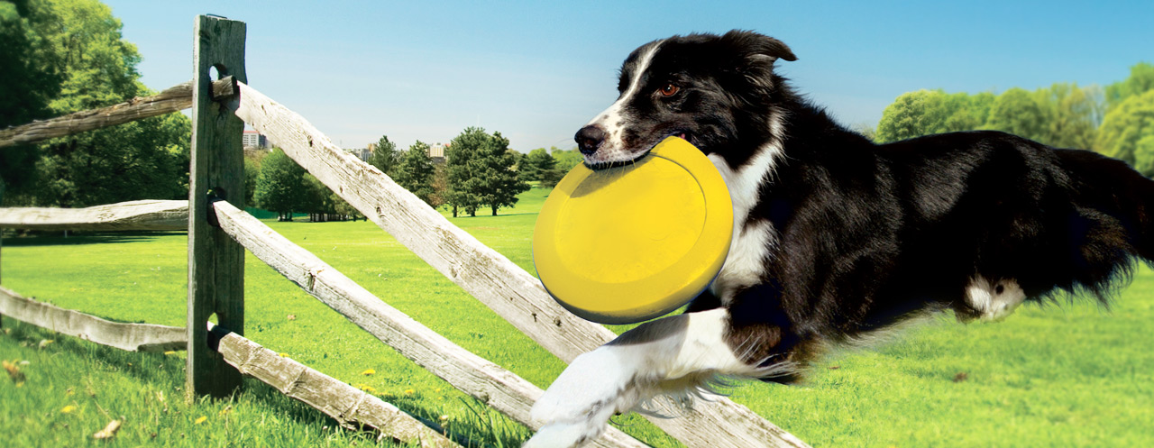 hundenamen-abc hundenamen-abc