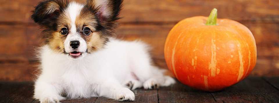 halloween-party-mit-hund halloween-party-mit-hund