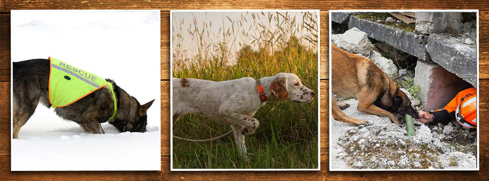 diensthunde-rettungshunde-aufgaben-futter diensthunde-rettungshunde-aufgaben-futter