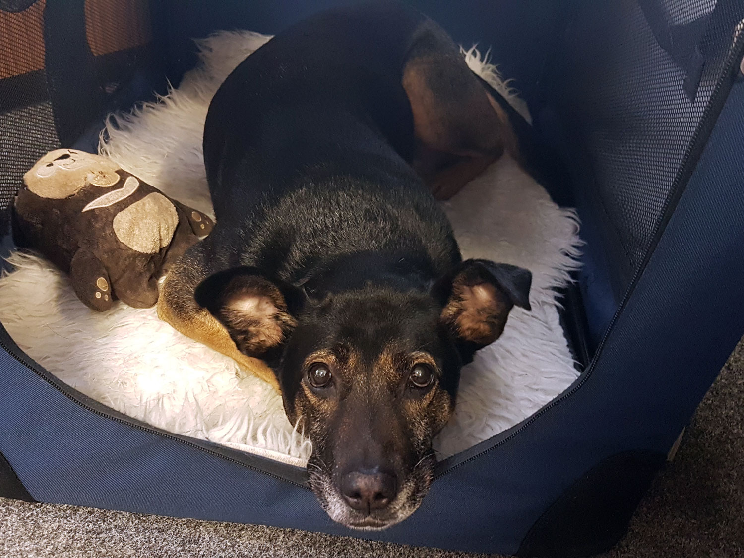 hund-julia hund-julia