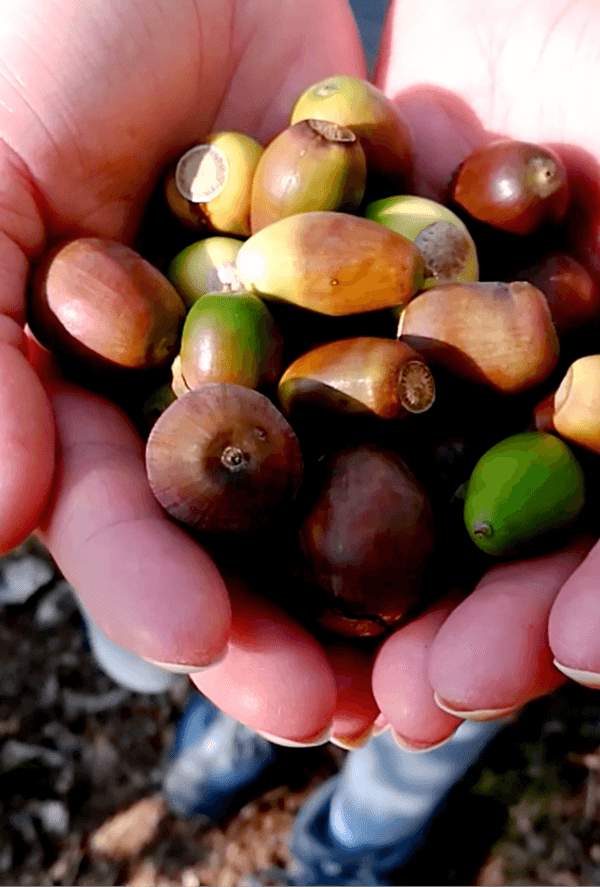 eicheln-iberico-schweine eicheln-iberico-schweine