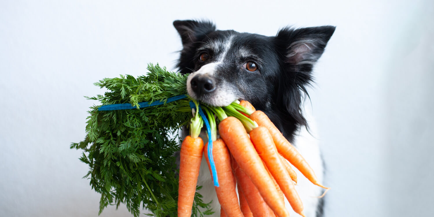 Hund vegetarisch ernähren Hund vegetarisch ernähren