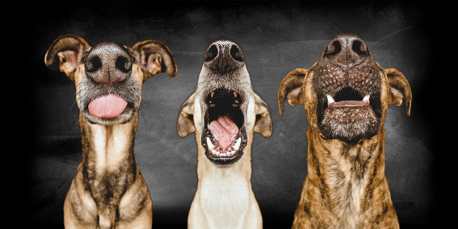 belcando-three-dogs belcando-three-dogs