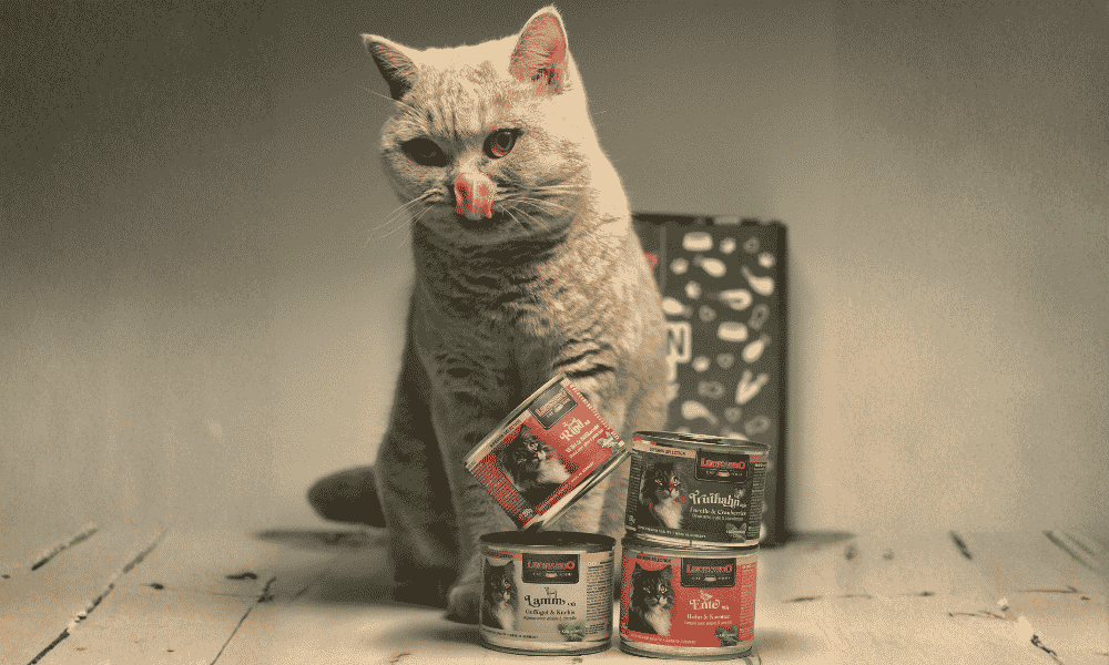 mejor alimento para gatos