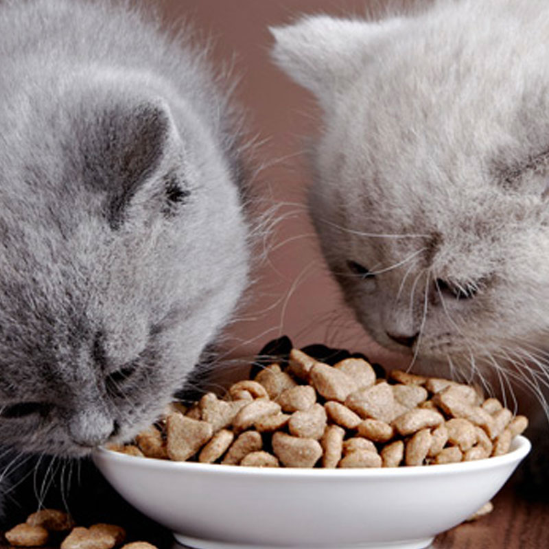 Futterumstellung Futterumstellung