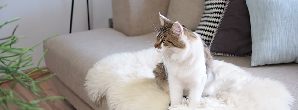 Header-Rein-Getigert Header-Rein-Getigert