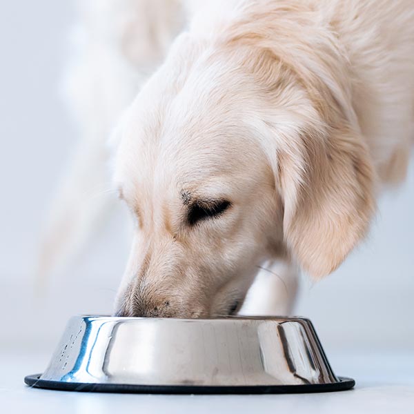 Golden Retriever Futter Golden Retriever Futter