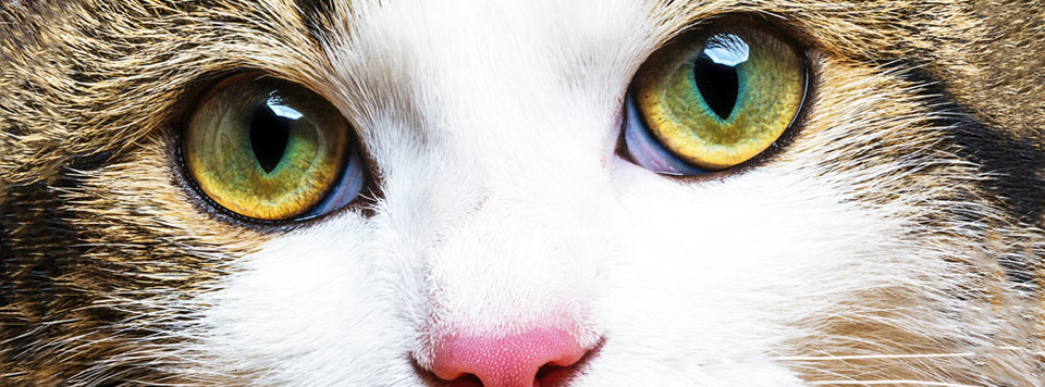 Header-Traurin-bei-Katzen Header-Traurin-bei-Katzen