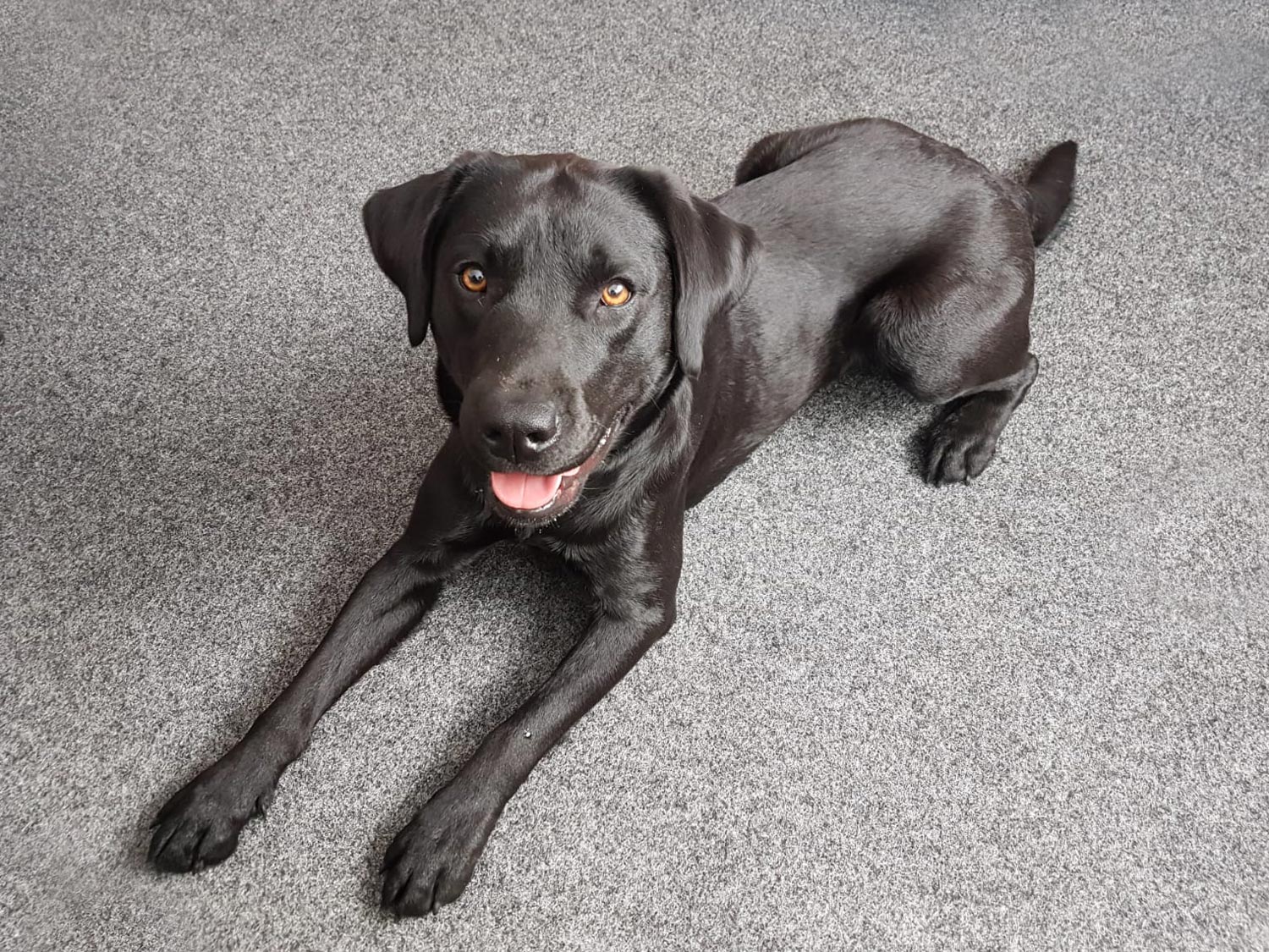 hund-mario hund-mario