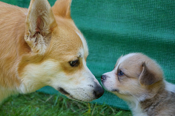 Erwachsener Corgi und Welpe Erwachsener Corgi und Welpe