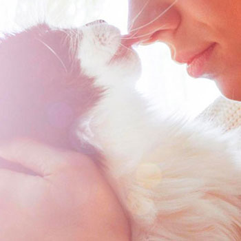 katzen-lecken katzen-lecken