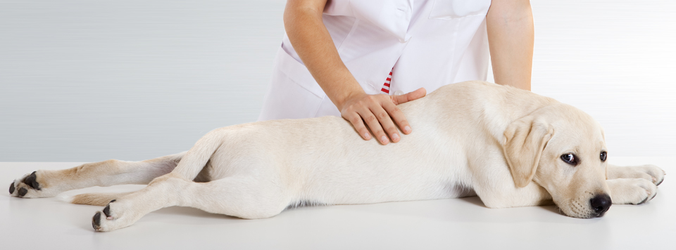 Hüftdysplasie beim Hund Hüftdysplasie beim Hund