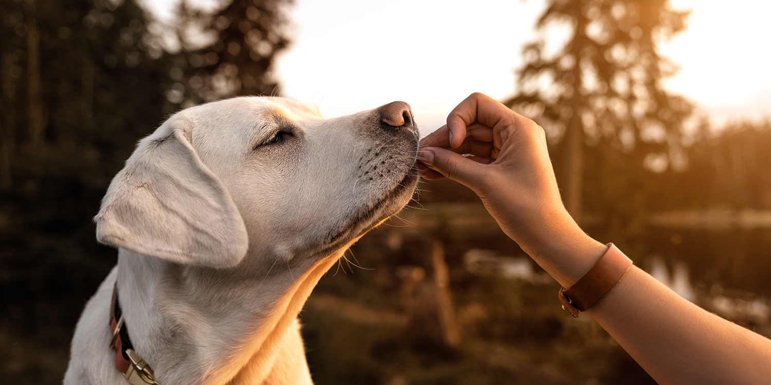 Ernährung Labrador Ernährung Labrador
