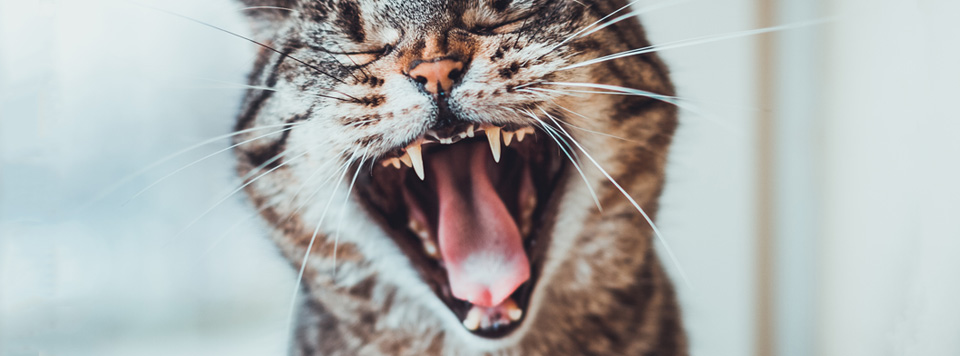 Zahnpflege-bei-Katzen
