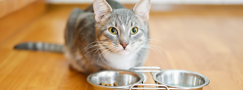 Katze-will-nicht-fressen-Header Katze-will-nicht-fressen-Header