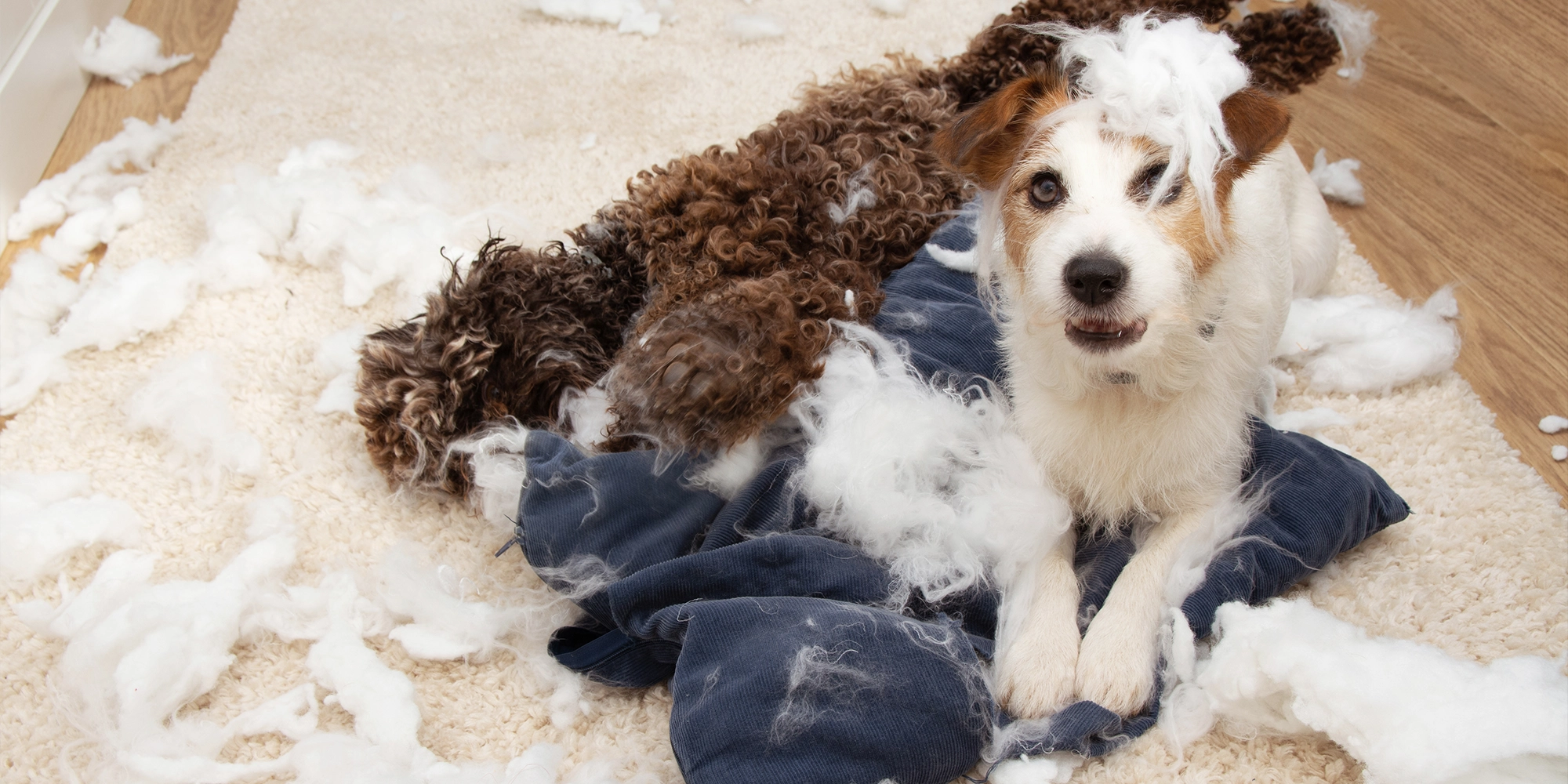 Hilfe, mein Hund pubertiert! hilfe-hund-pubertaet-header