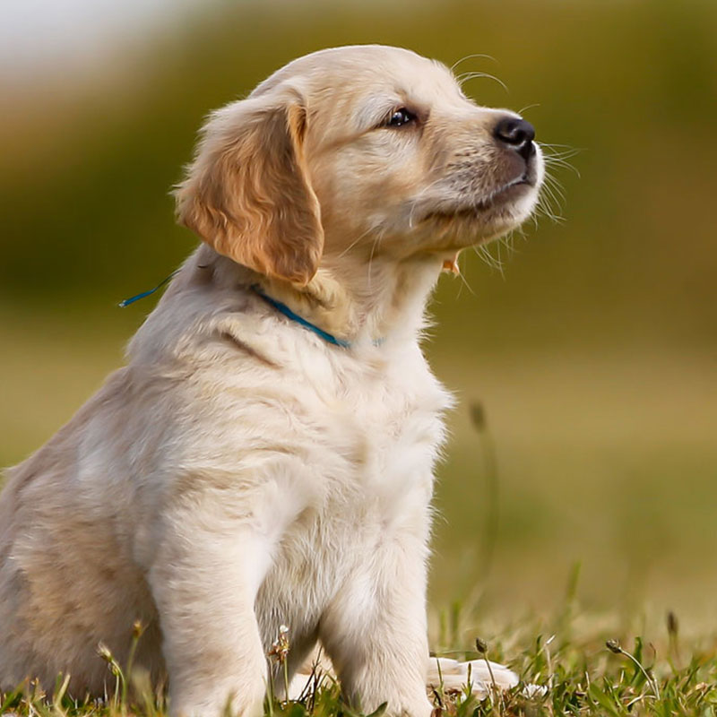 Welpen Prägung Umwelt Welpen Prägung Umwelt