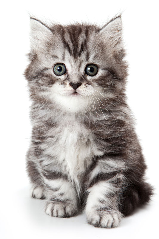 Leonardo Cat Food Kitten Leonardo Cat Food Kitten
