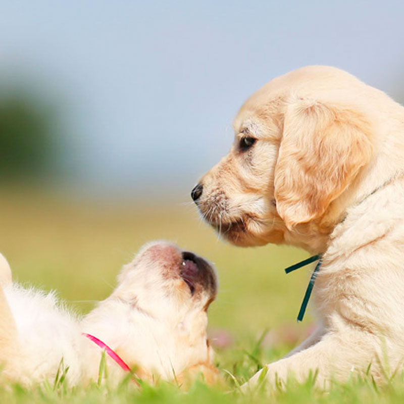 Welpe zieht ein Welpe zieht ein