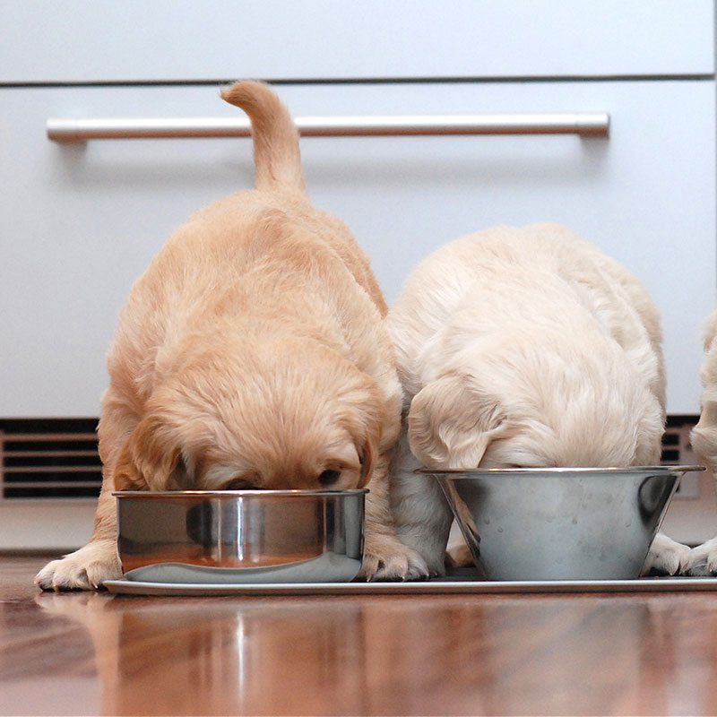 Welpenecke Ernährung Welpenecke Ernährung