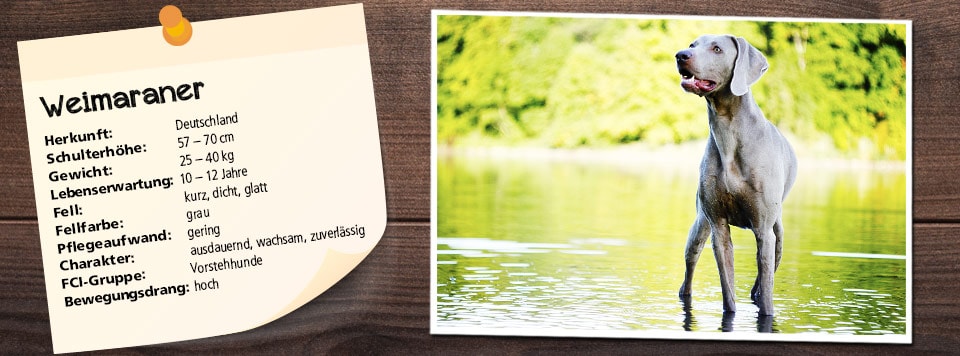 futter-fuer-den-weimaraner futter-fuer-den-weimaraner