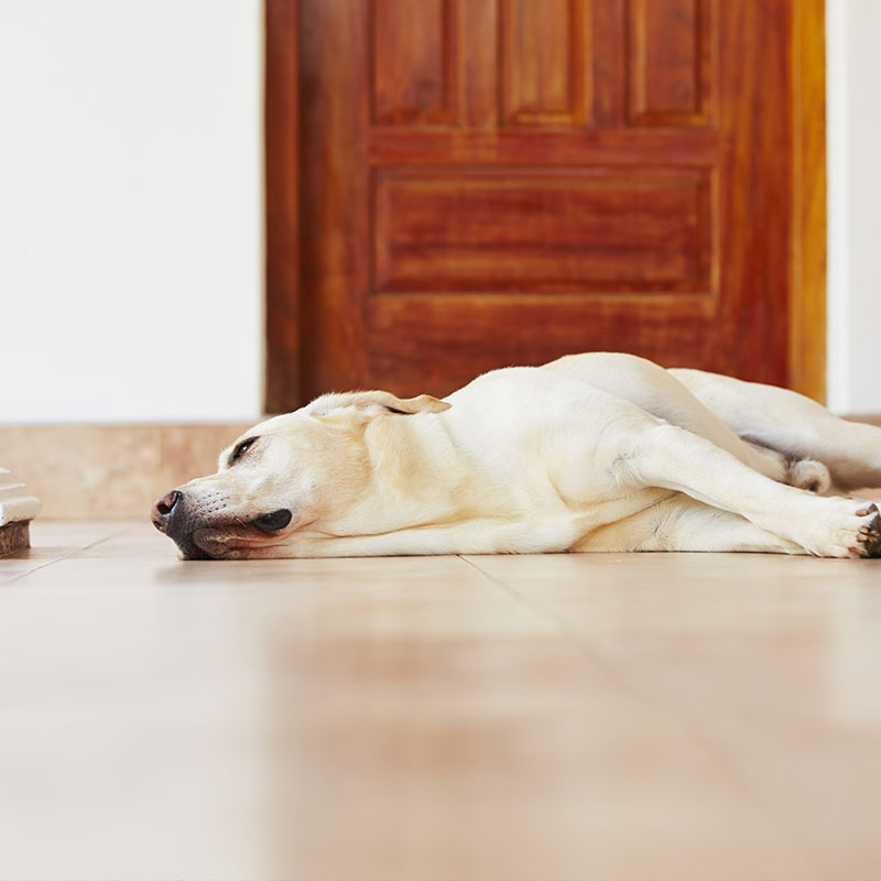 Pfotentipps Hund erbricht Pfotentipps Hund erbricht