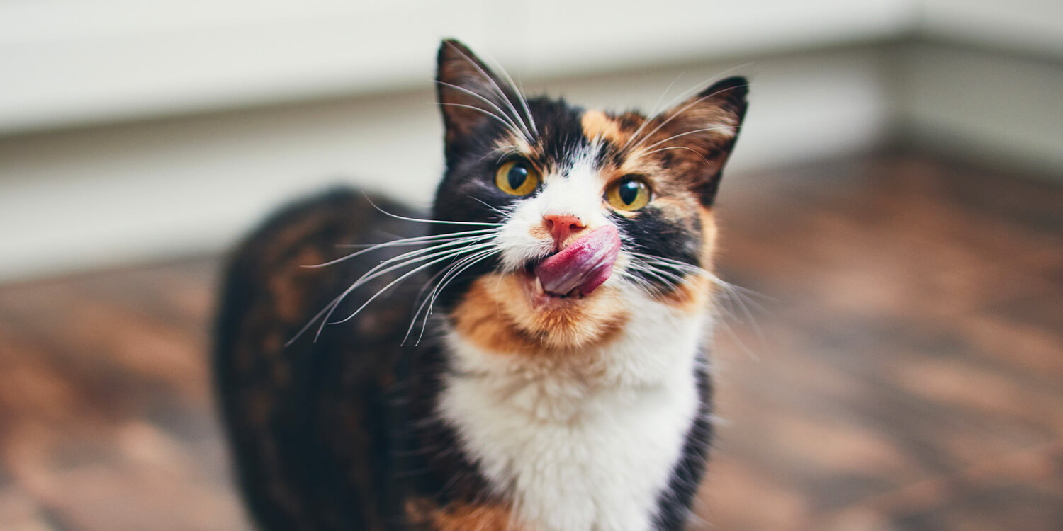 Hochwertiges Katzenfutter Hochwertiges Katzenfutter