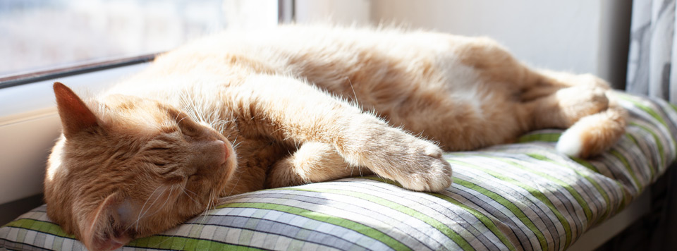 Header-Sommerhitze-Katze Header-Sommerhitze-Katze