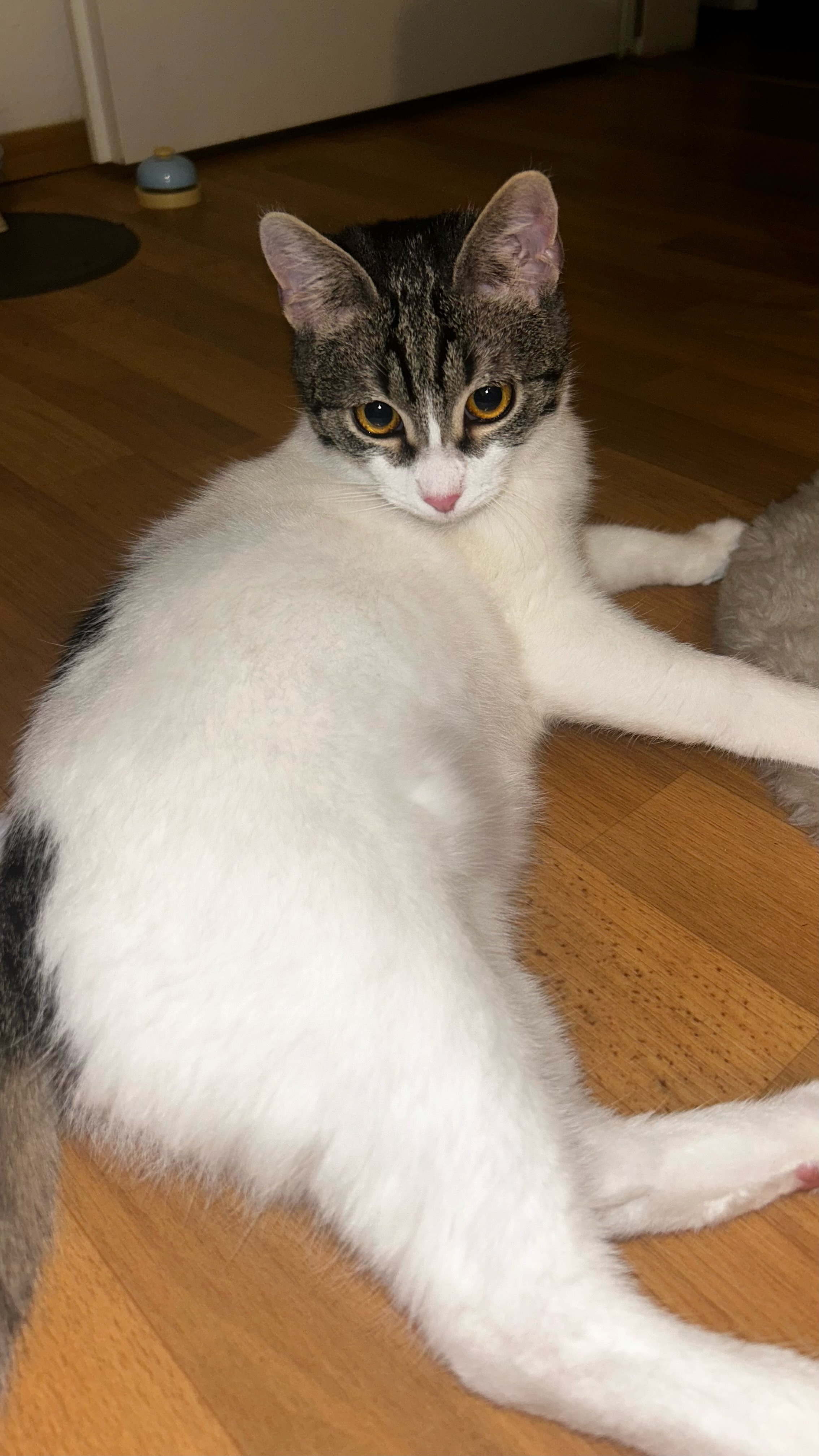 Gewinner-Luffy2 Gewinner-Luffy2