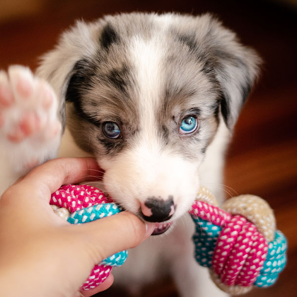 Die besten Welpenspiele welpenspiele