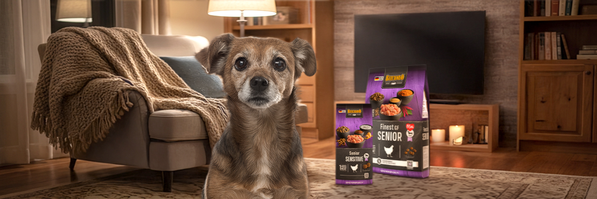 bb-kategorie-senior-desktop-header