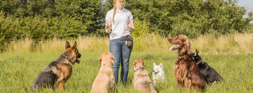 Hund Sitz beibringen Hund Sitz beibringen