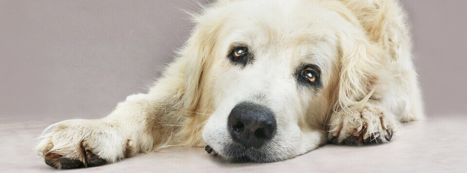 arthrose-beim-hund arthrose-beim-hund