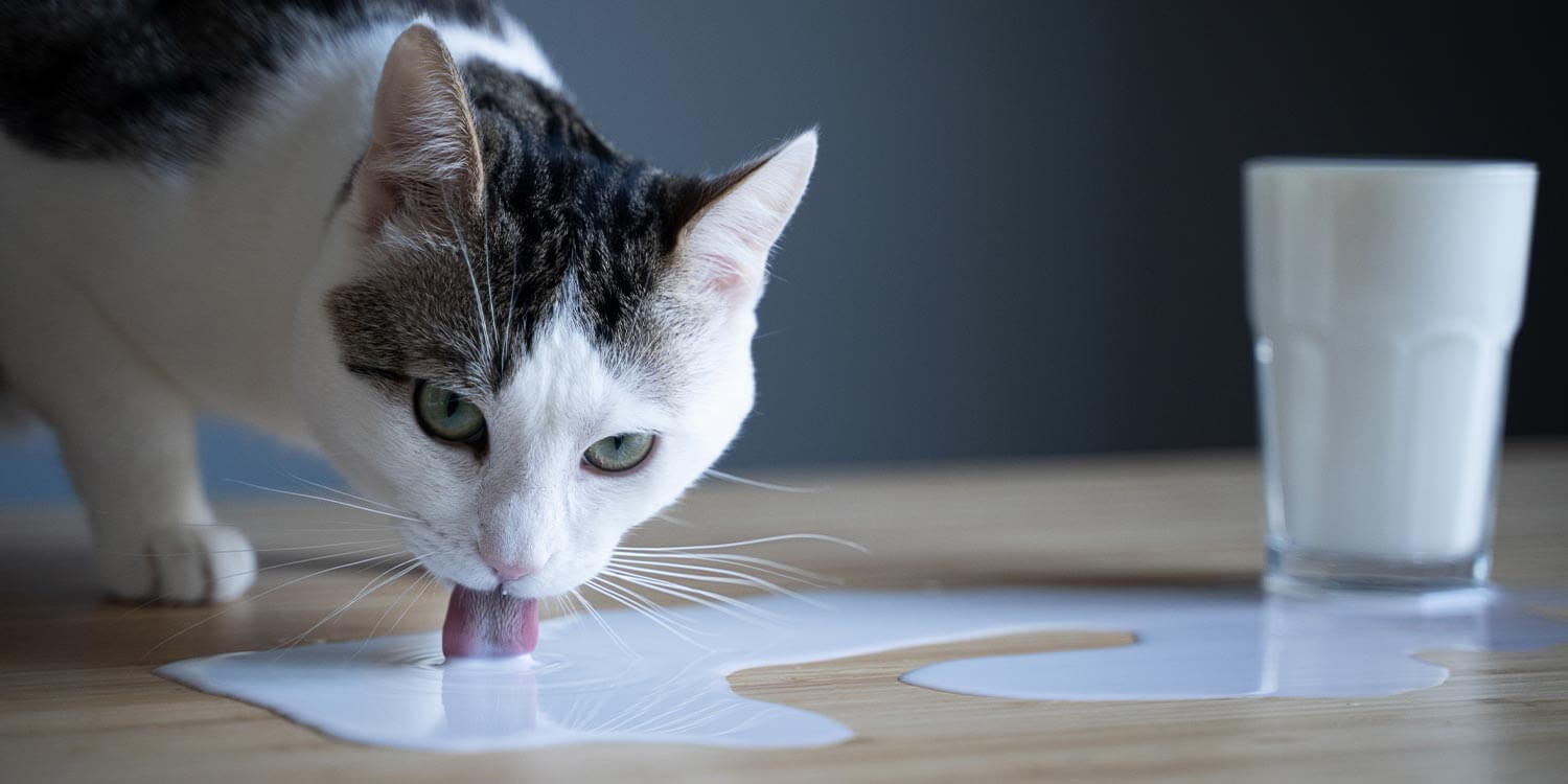 Dürfen Katzen Milch trinken Dürfen Katzen Milch trinken
