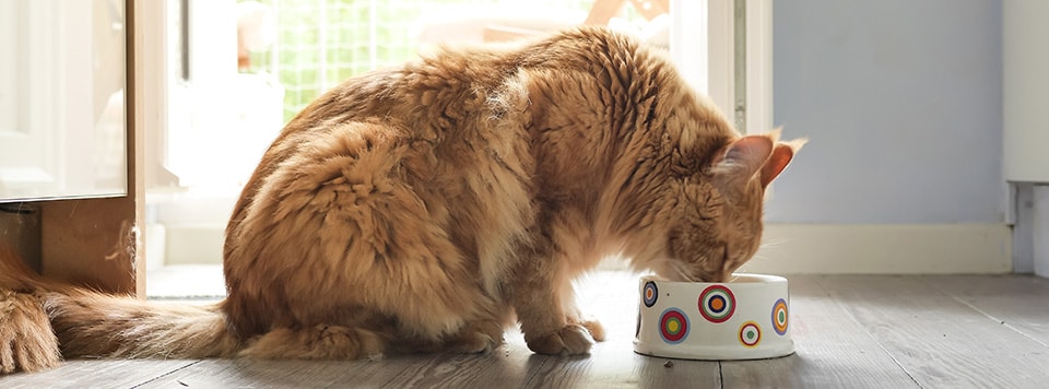 Header-Futter-fuer-große-Katzen Header-Futter-fuer-große-Katzen