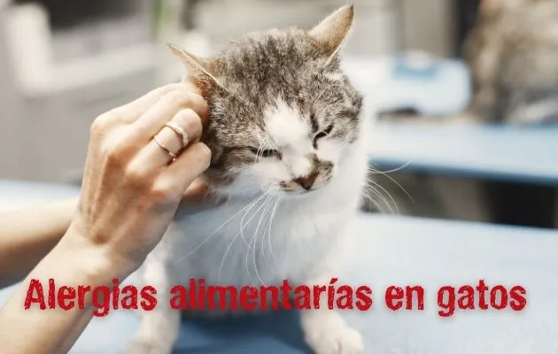 alergias alimentarias para gatos