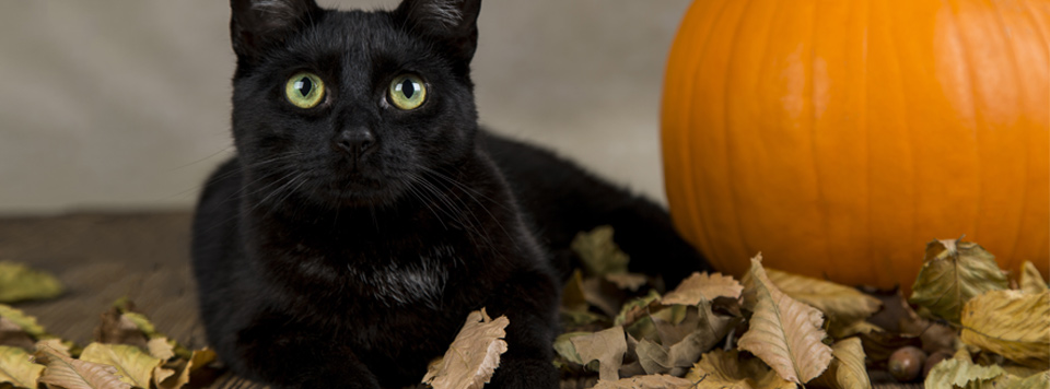 Halloween-mit-Katze Halloween-mit-Katze