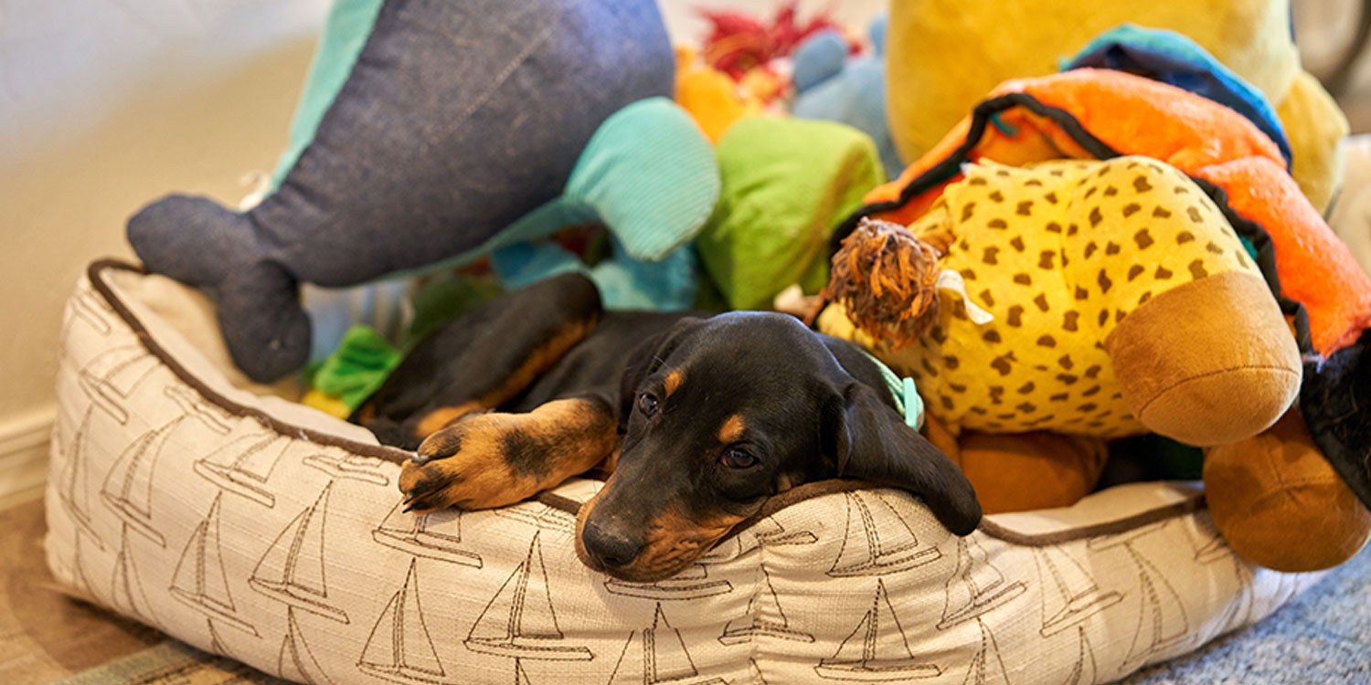 erstausstattung-hund-header erstausstattung-hund-header