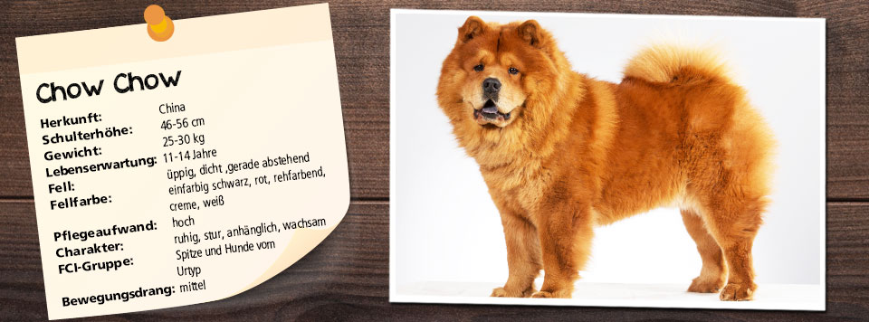 chow-chow-rasseportrait chow-chow-rasseportrait